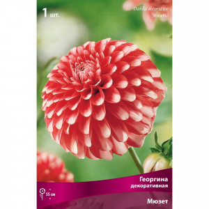82530128 Георгины декоративные Мюзетт