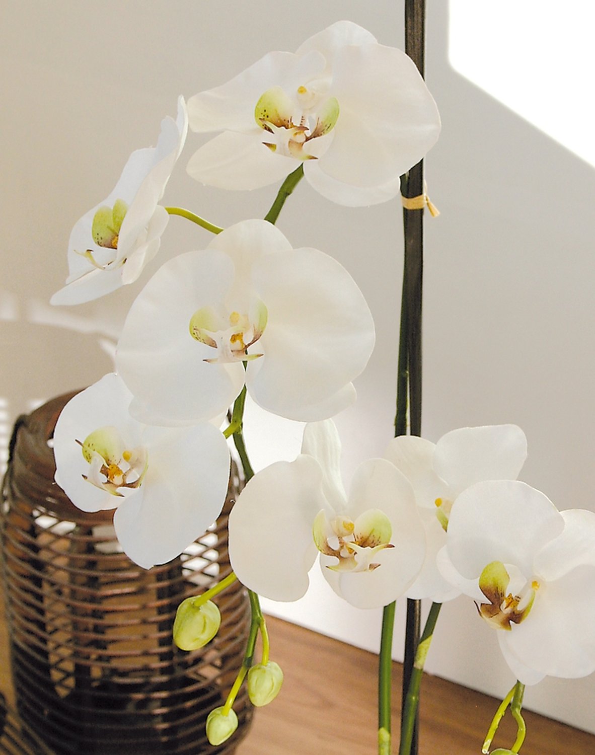2506 778 a3 Пластиковая орхидея Phalaenopsis, 2-х кратная, горшечная, 80 см, real touch, бежево-белая H-andreas  - Вид №1