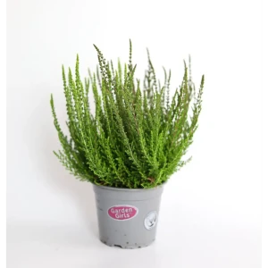 Каллуна обыкновенная Франка/Хелена/Хильда - многолетний декоративный кустарник для альпинария 89437954