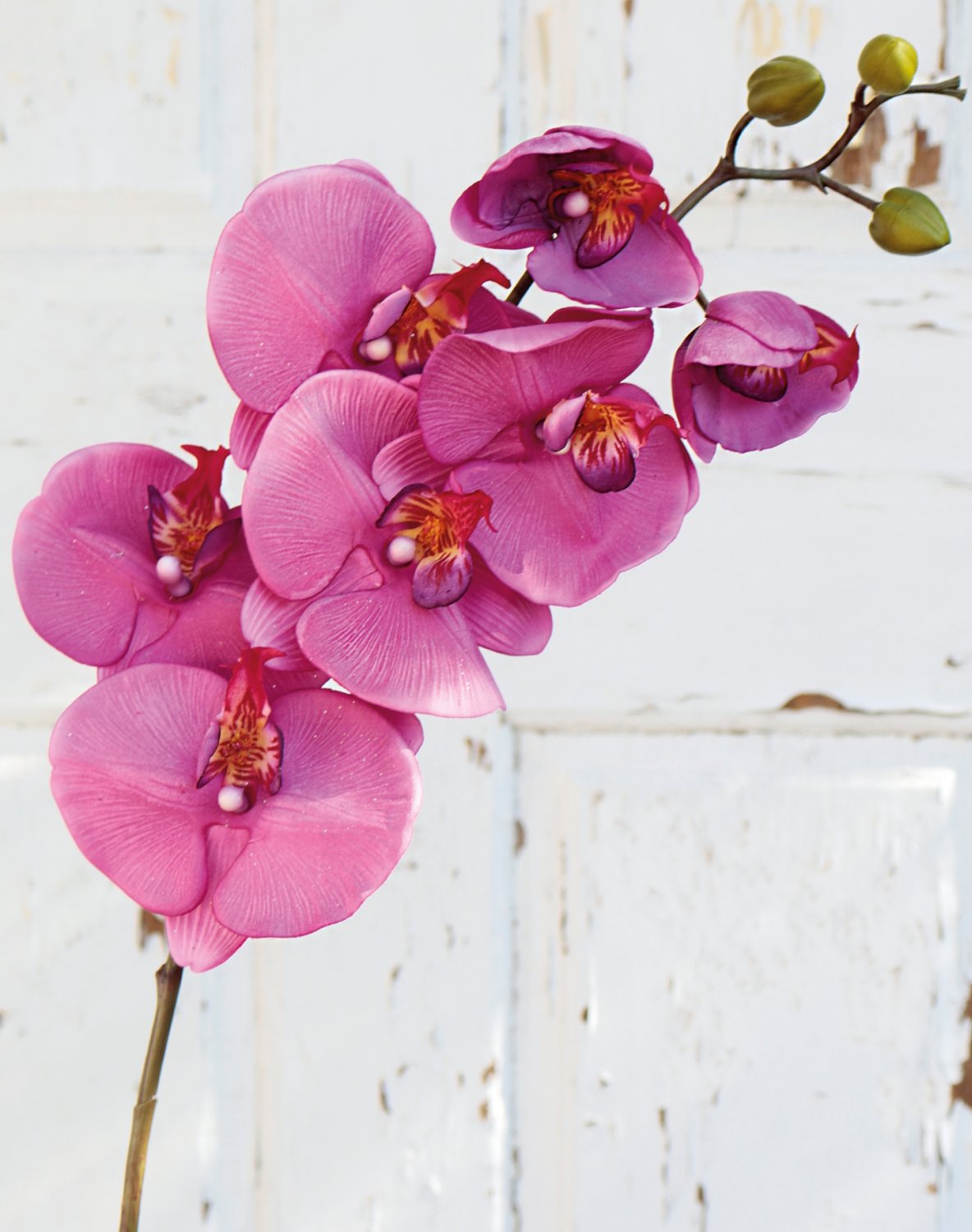 2581 420 a3 Искусственная орхидея Phalaenopsis, 103 см, real touch, вишня H-andreas  - Вид №6
