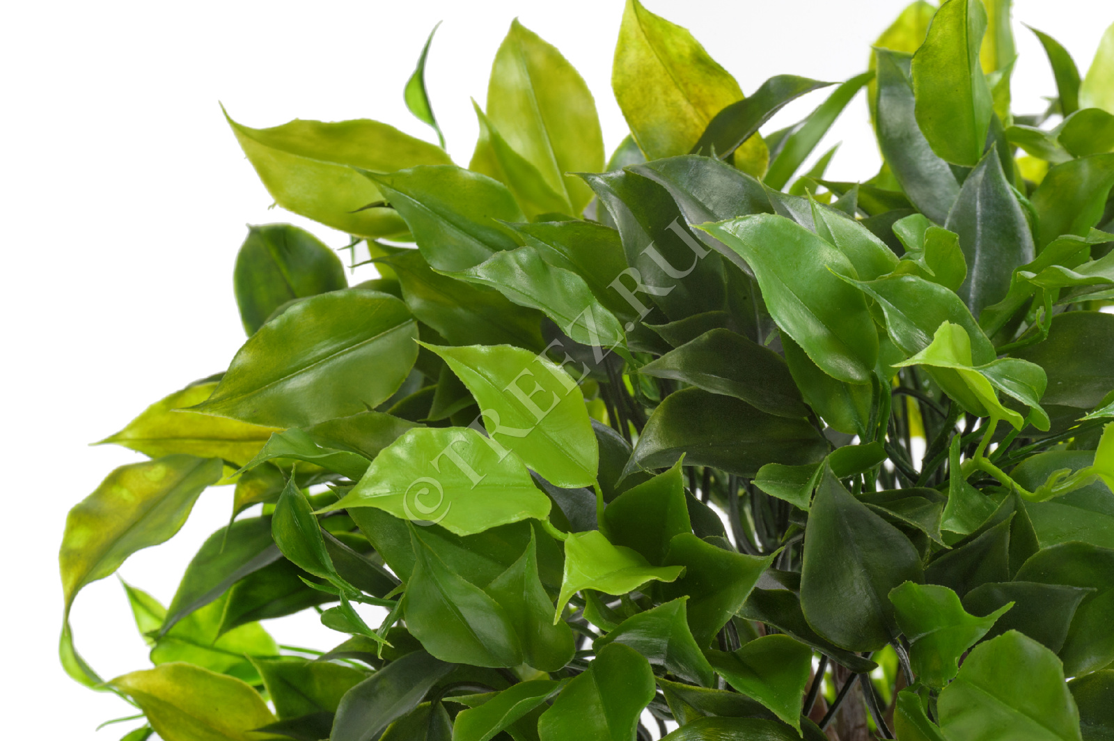 10.0218066N Фикус Бенджамина Топиари Тройной Цветочная коллекция  - Вид №2