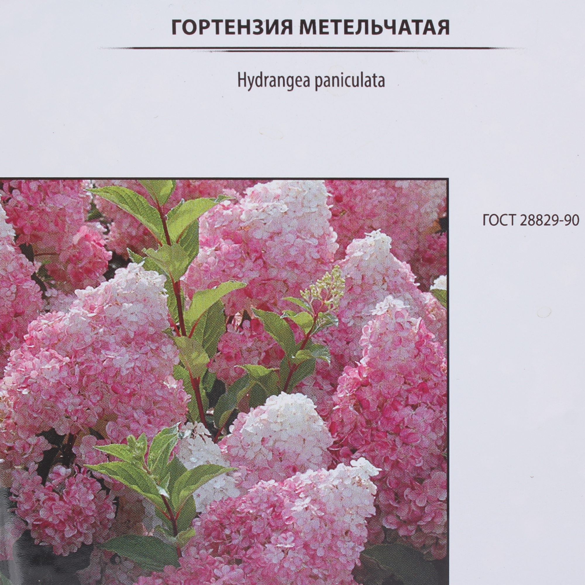 Саженец гортензии Ваниль Фрайз от Santreyd с уникальным градиентом соцветий 18016107 STLM-0009250 - Вид №1