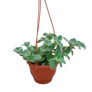 Традесканция Силламонтана в горшке ø15 см 89436441