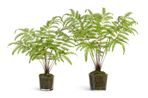 10.0617221LGR Железный папоротник Элегант в стекле с мхом, корнями, землёй Цветочная коллекция