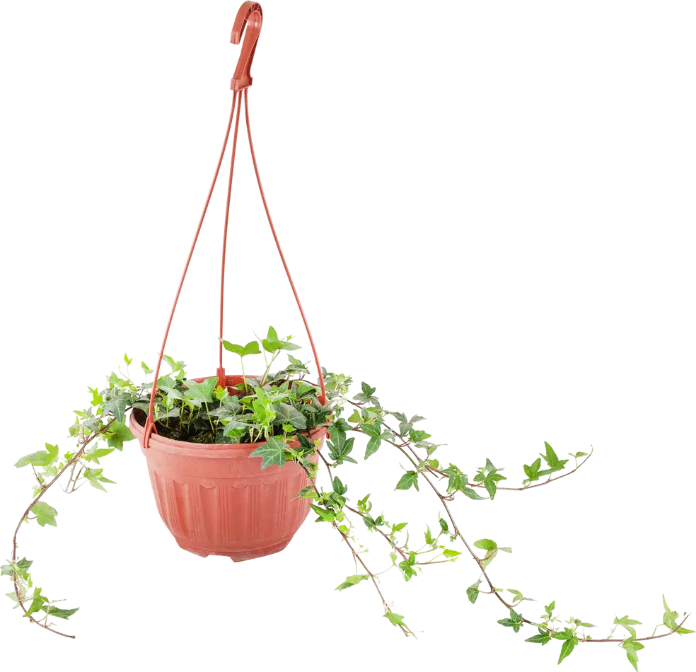 Santreyd Хедера ампельная - вечнозеленая лиана для интерьера 17394341