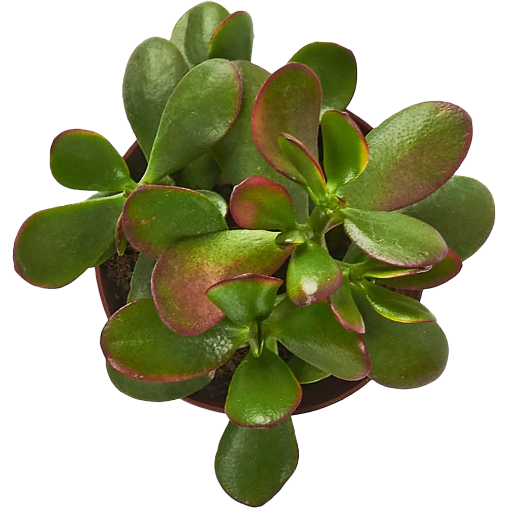 Santreyd Крассула Овата — живое украшение интерьера с мясистыми листьями 85325016 STLM-0061566 - Вид №2