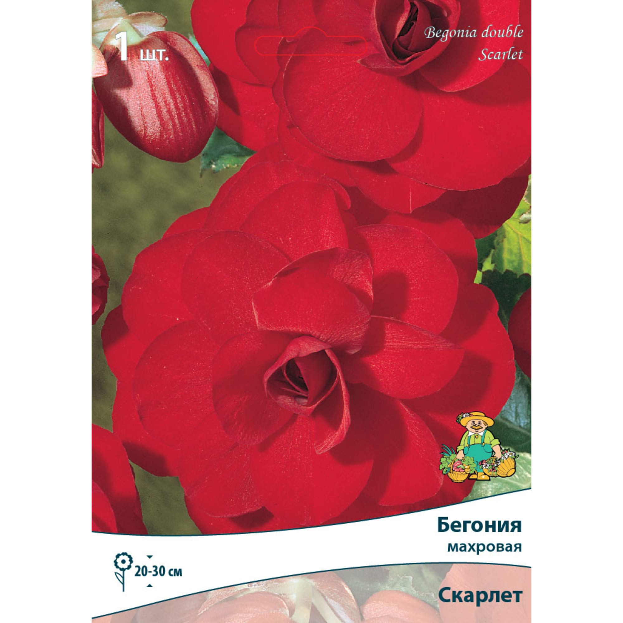 83593716 Бегония махровая Скарлет луковица 5/6 Santreyd 