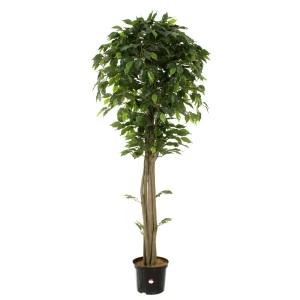 Фикус Берт ø21 h160 см