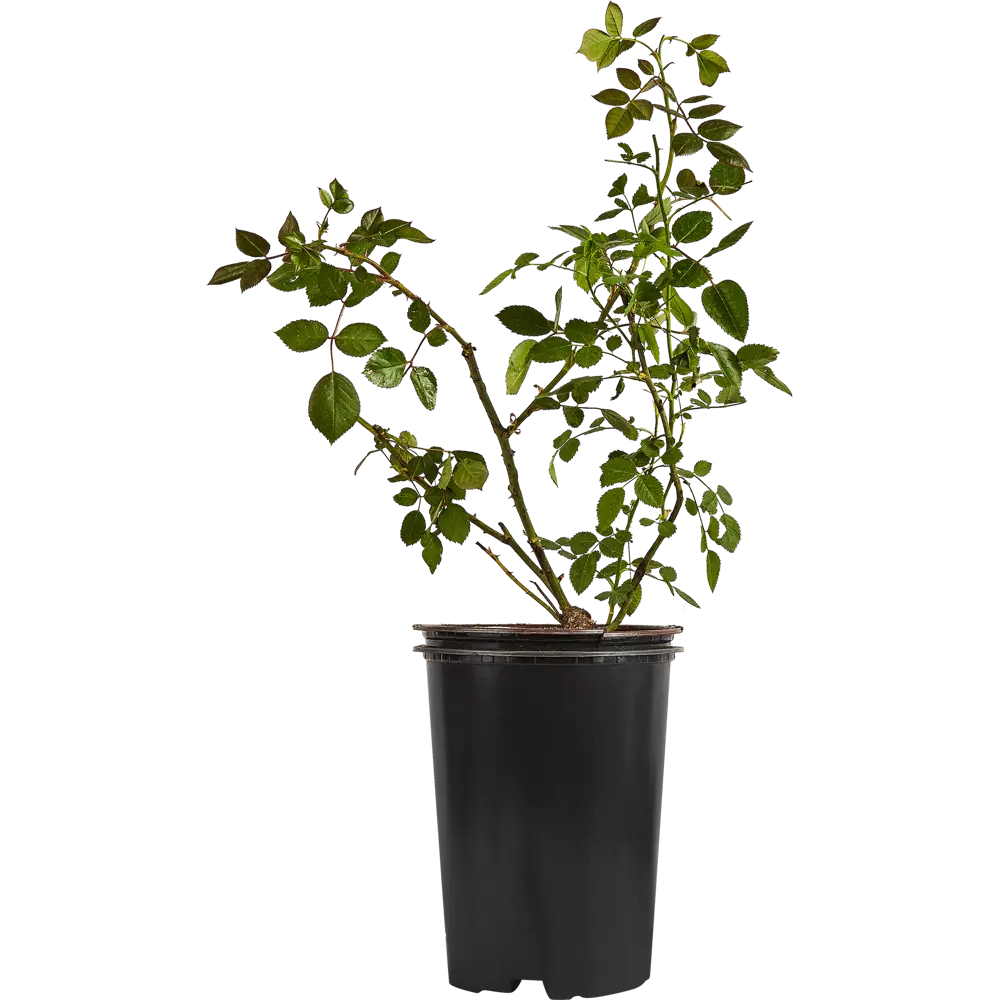 Роза плетистая Байкал ø19 h55 см 84827454 STLM-2117246 PLANTMARKET 