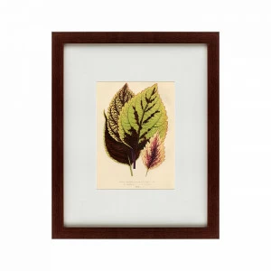 Картина в раме 52х42 см Les plantes a feuillage color, 1869 КАРТИНЫ В КВАРТИРУ  135658 Зеленый;коричневый