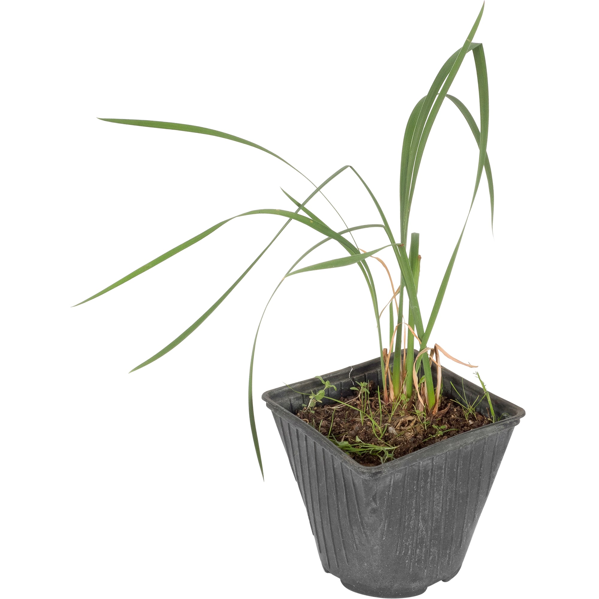 81954817 Ирис сибирский С1 «Пинк» Santreyd 