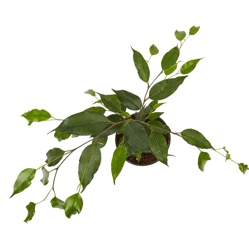 Фикус Бенджамина Анастасия от Santreyd — элегантное комнатное дерево 82741525 STLM-0035254 - Вид №1