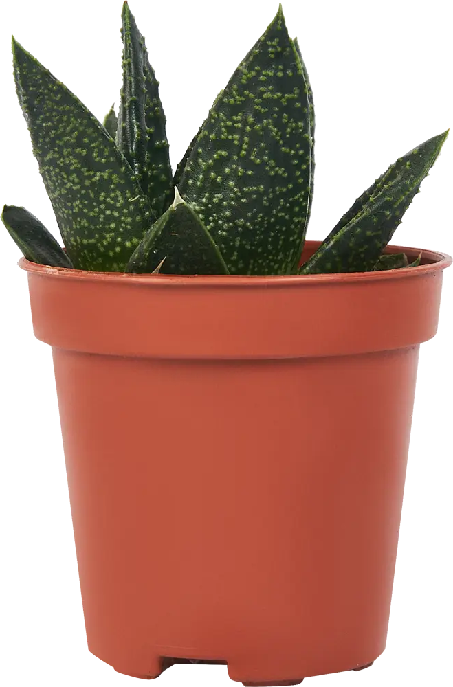 Гастерия Минор от Santreyd — суккулент с пёстрыми листьями 85324967