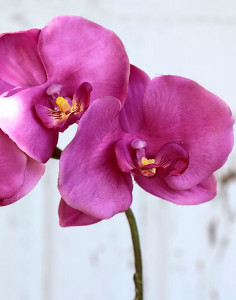 2368 420 a2 Орхидея фаленопсис шелк, 75 см, вишня H-andreas