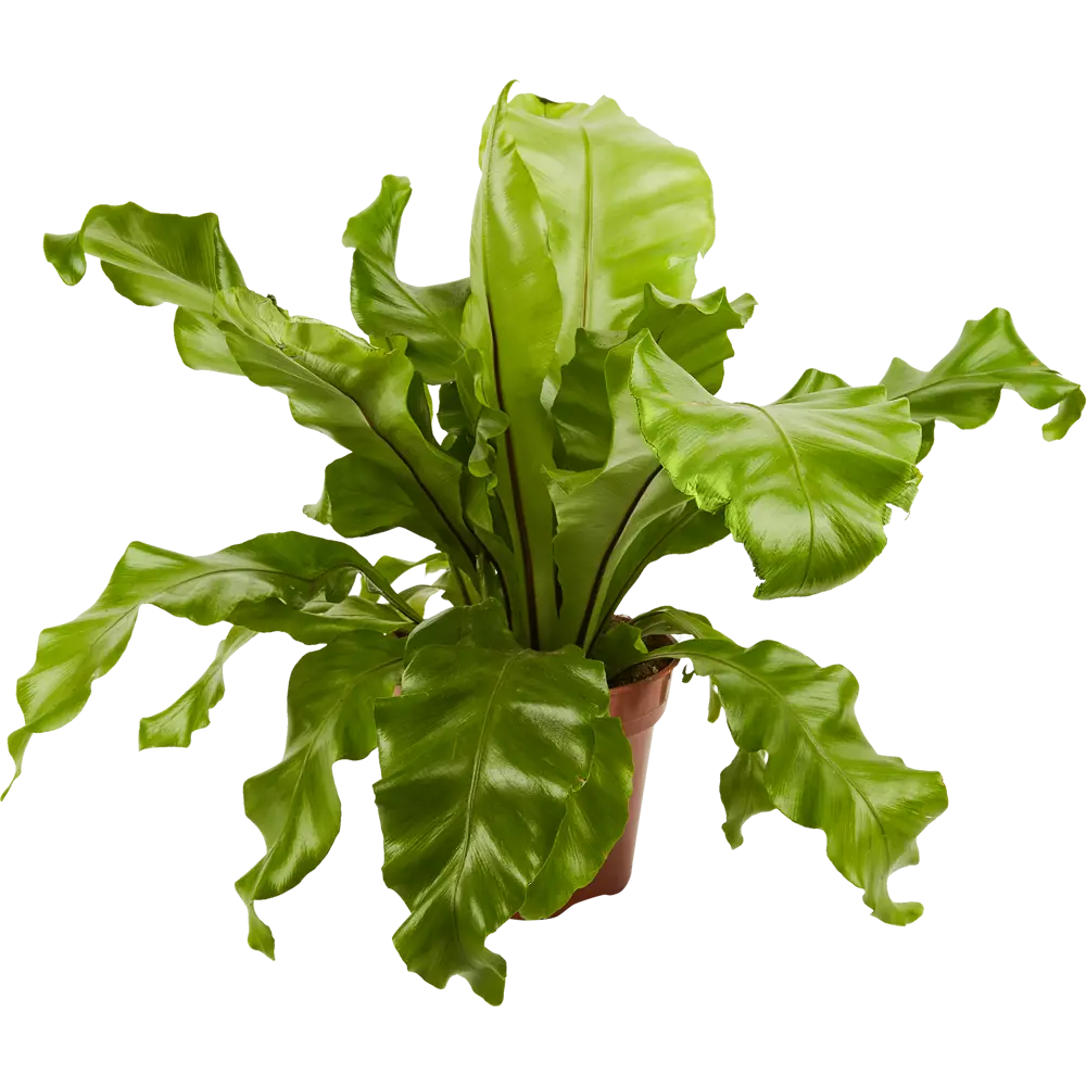 Асплениум Santreyd Росток - тропический папоротник для интерьера 84587065 STLM-0052406