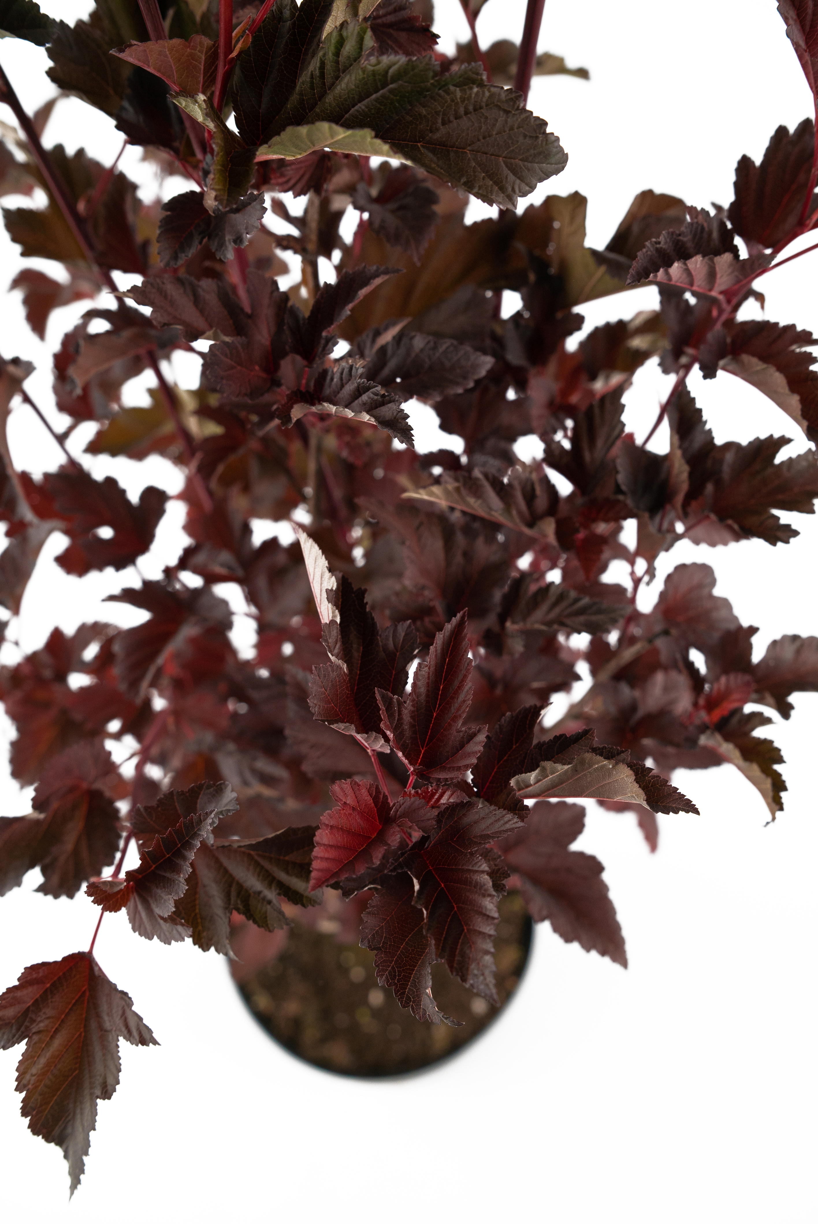 Пузыреплодник Andre Santreyd - декоративный кустарник с ажурной листвой 85292572 STLM-0060900 - Вид №3