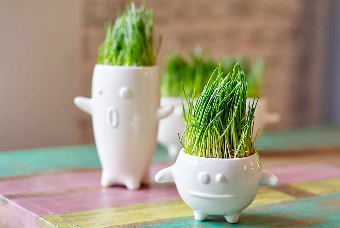 Набор для выращивания Eco Кру ЭКОЧЕЛОВЕКИ 8003 - Вид №3