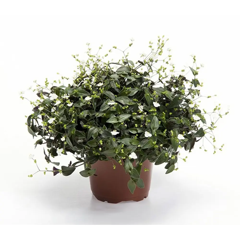 Santreyd Традесканция Приречная — изящная ампельная красота для интерьера 89394853 STLM-1354498