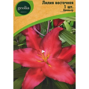 Лилия Geolia восточная Авиньер