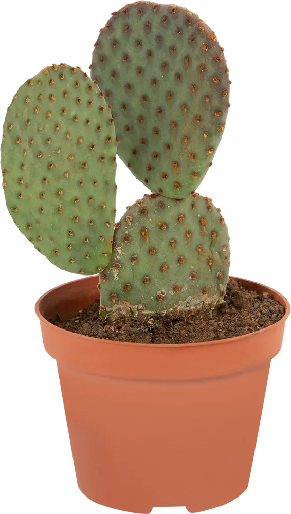 Santreyd Кактус Канарский микс - живой декор для интерьера 85062773