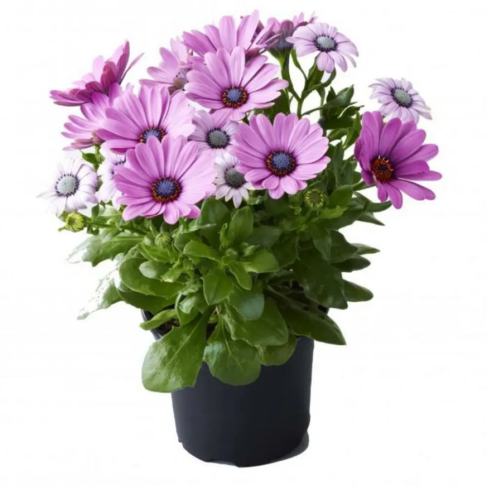 Santreyd Остеоспермум: африканская ромашка для сада и горшка 83248446