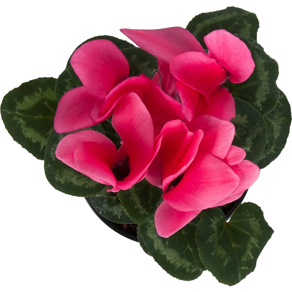 Цикламен Santreyd - цветущее совершенство в горшке ø12 см 83248149 STLM-0039920 - Вид №1