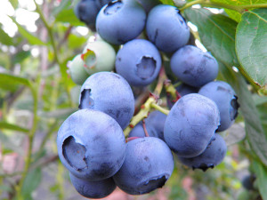 Голубика Нельсон — многолетняя рассада для сада 84834889