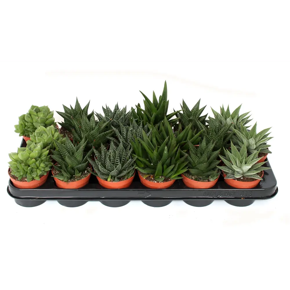 Хавортия Santreyd — суккулент для современного интерьера 89336263 STLM-1365794