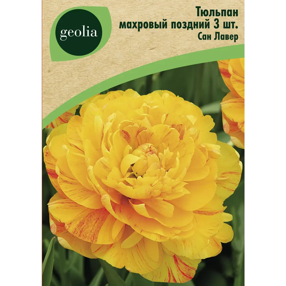 Тюльпан махровый поздний Сан Лавер 3 шт GEOLIA STLM-2042137