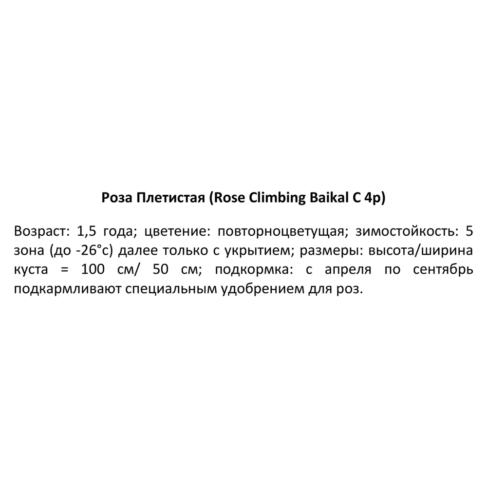 Роза плетистая Байкал ø19 h55 см 84827454 STLM-2117246 PLANTMARKET  - Вид №2