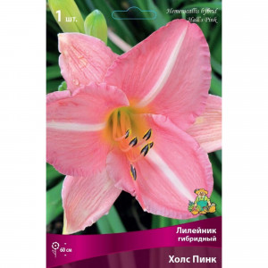83597559 Лилейник гибридный Холс Пинк луковица I