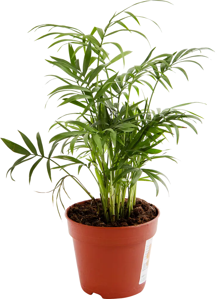 Santreyd Хамедорея Элеганс - комнатная пальма для интерьера 14031107