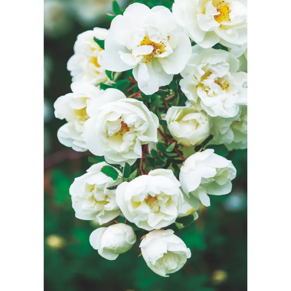 Фотообои Русская красавица бумажные, 140x200 см Симфония STLM-2016973