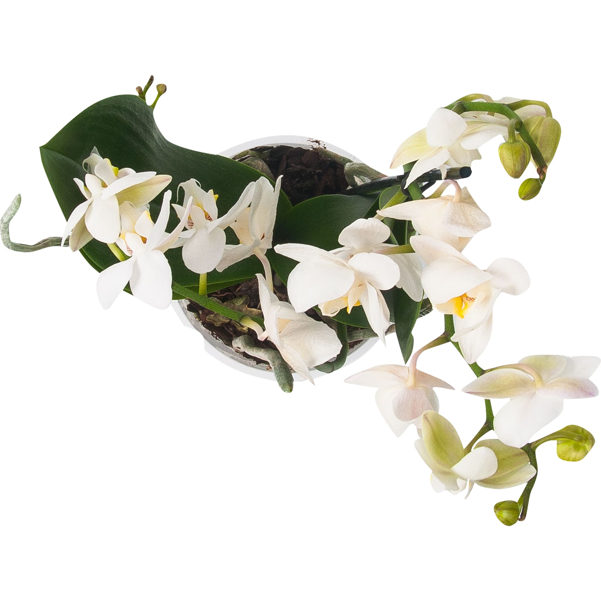 82561754 Мультифлора 12 см Santreyd  - Вид №1