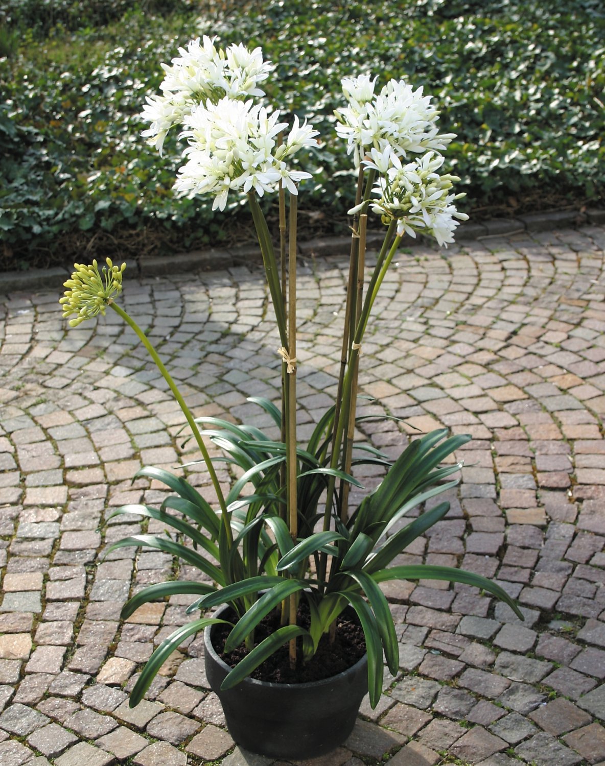 2935 778 a3 Искусственный агапантус, 110см, в горшке, кремово-белый H-andreas 