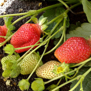 81954885 Земляника садовая «Вима Рина Р9» (клубника)