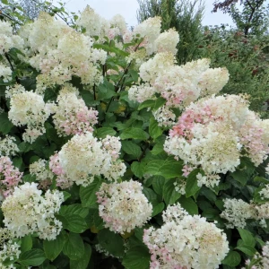 PLANTMARKET Гортензия Долли — розовые метельчатые соцветия для сада 87691076