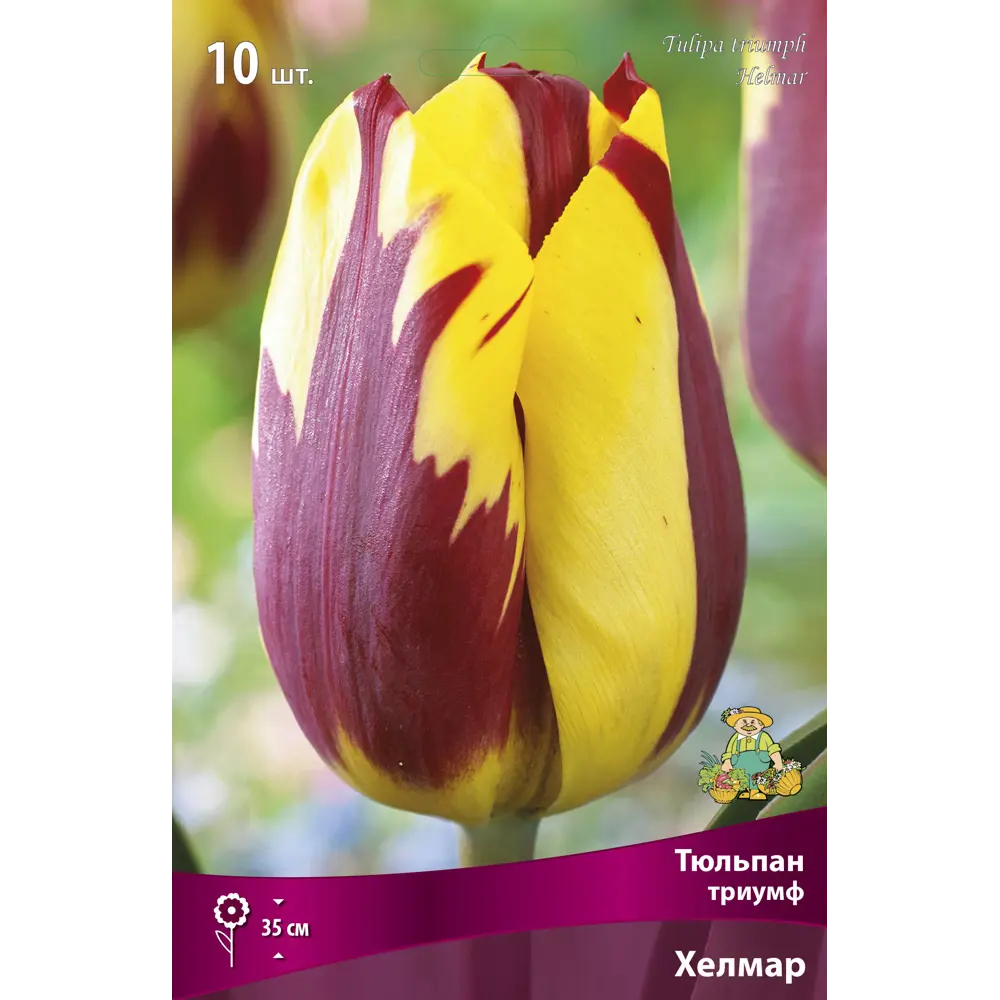 Тюльпан Триумф Хелмар ПОИСК - лимонно-желтый с вишневыми разводами 89381320 STLM-1578653