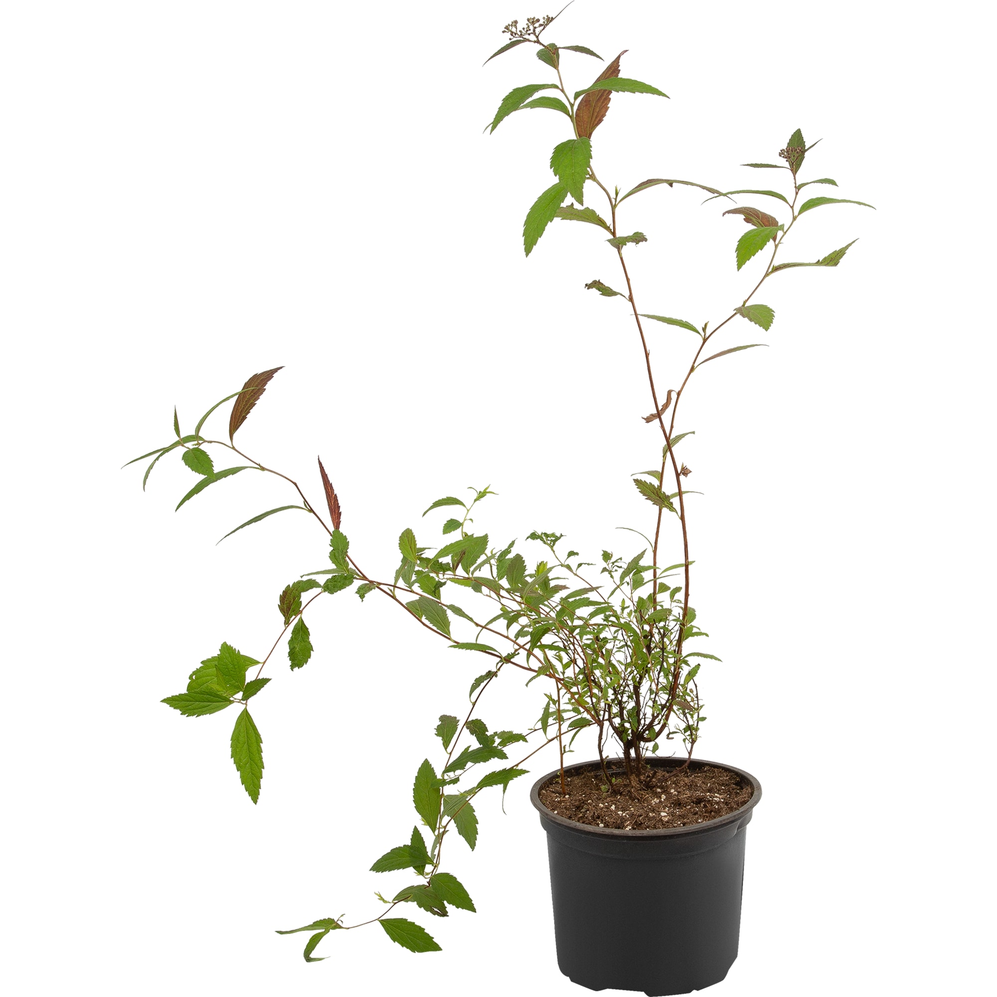 82360402 Спирея японская «Генпей» С2 Santreyd  - Вид №1