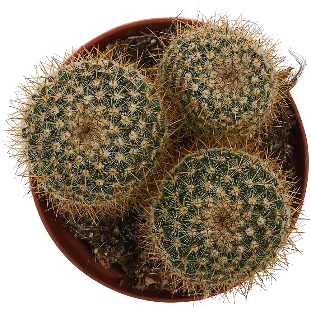 Santreyd Кактус шар микс - живой декор для интерьера 85062772 STLM-0058106 - Вид №1