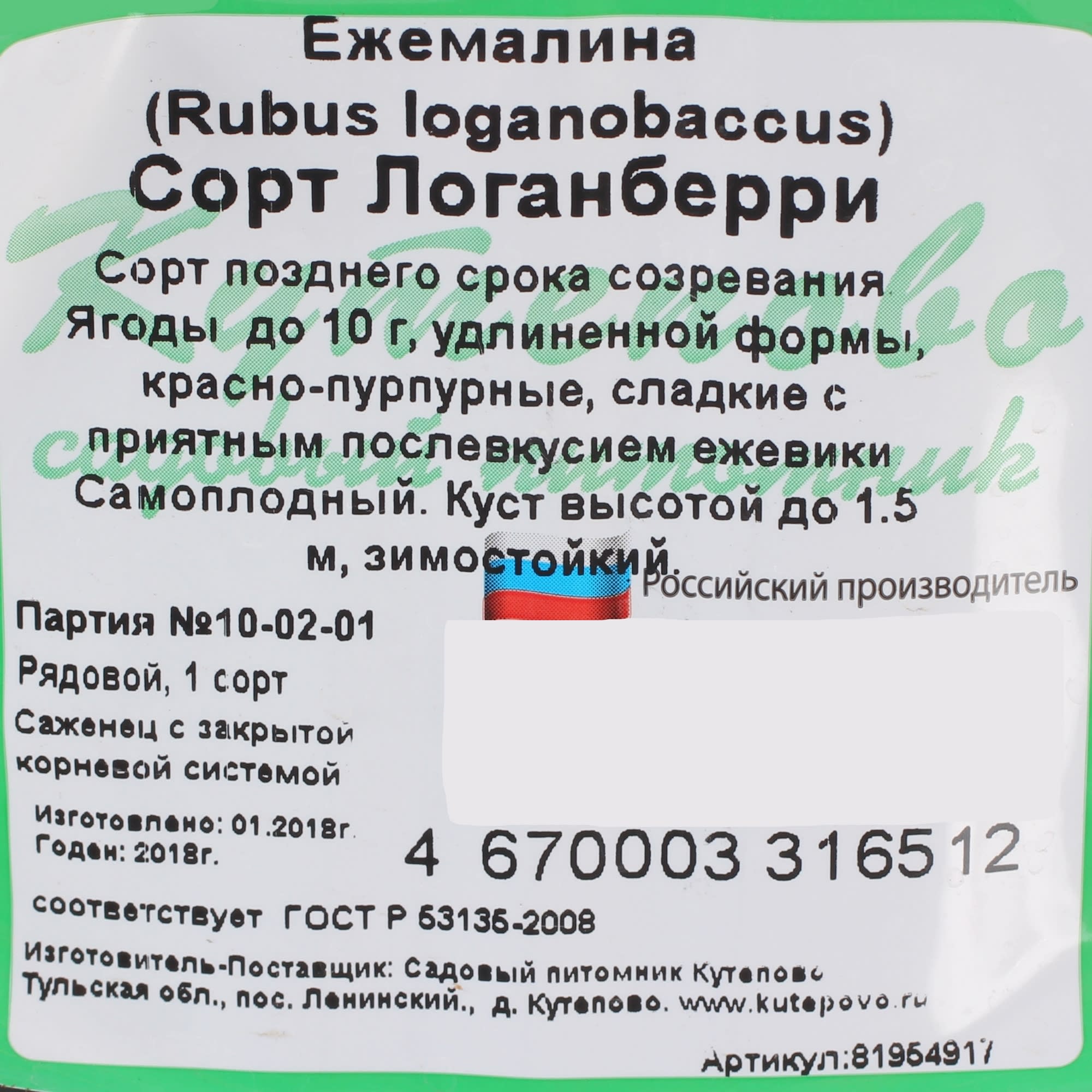 81954917 Ежемалина С1 «Логанберри» h20 (2 года) Santreyd  - Вид №1