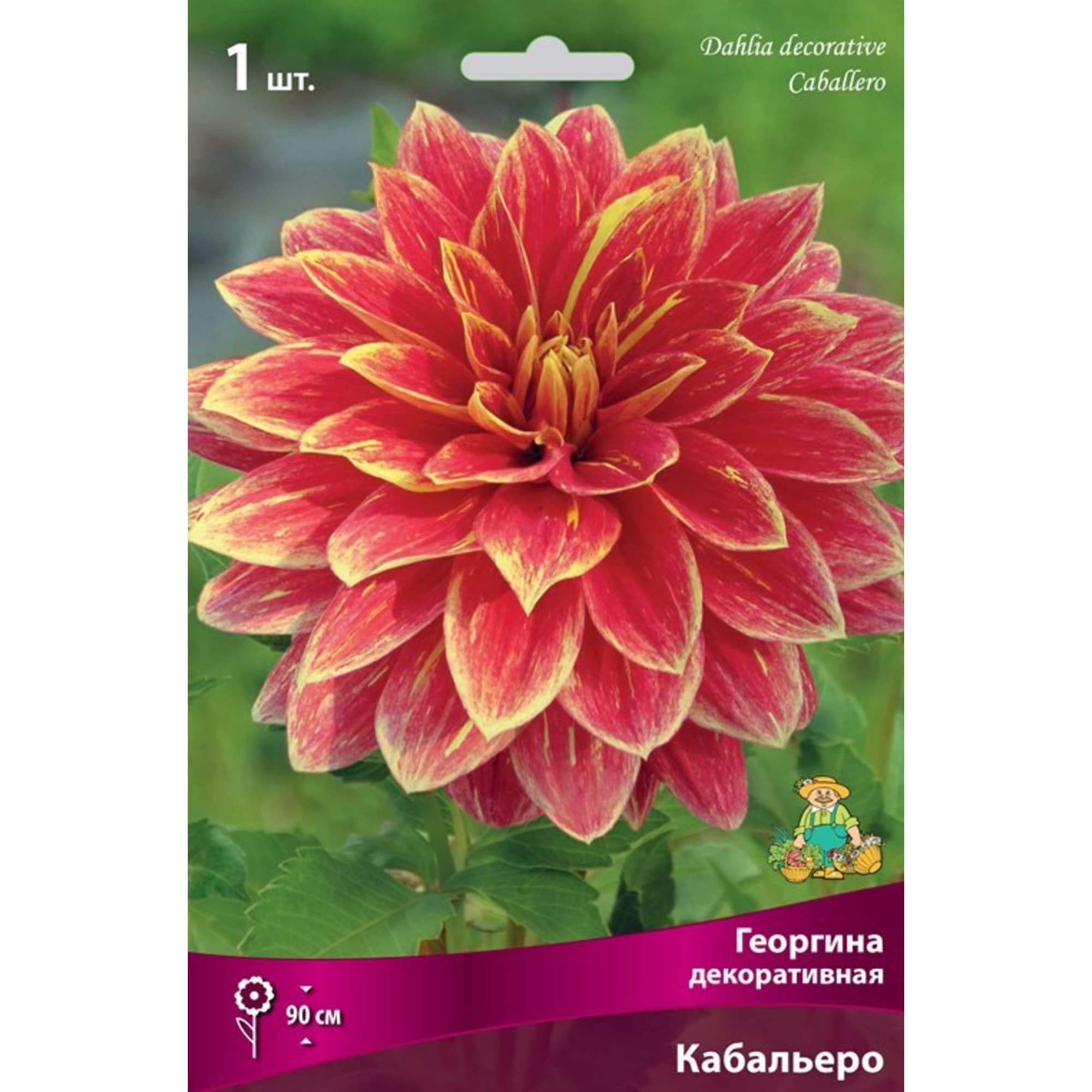 83593777 Георгина декоративная Кабальеро луковица I Santreyd 