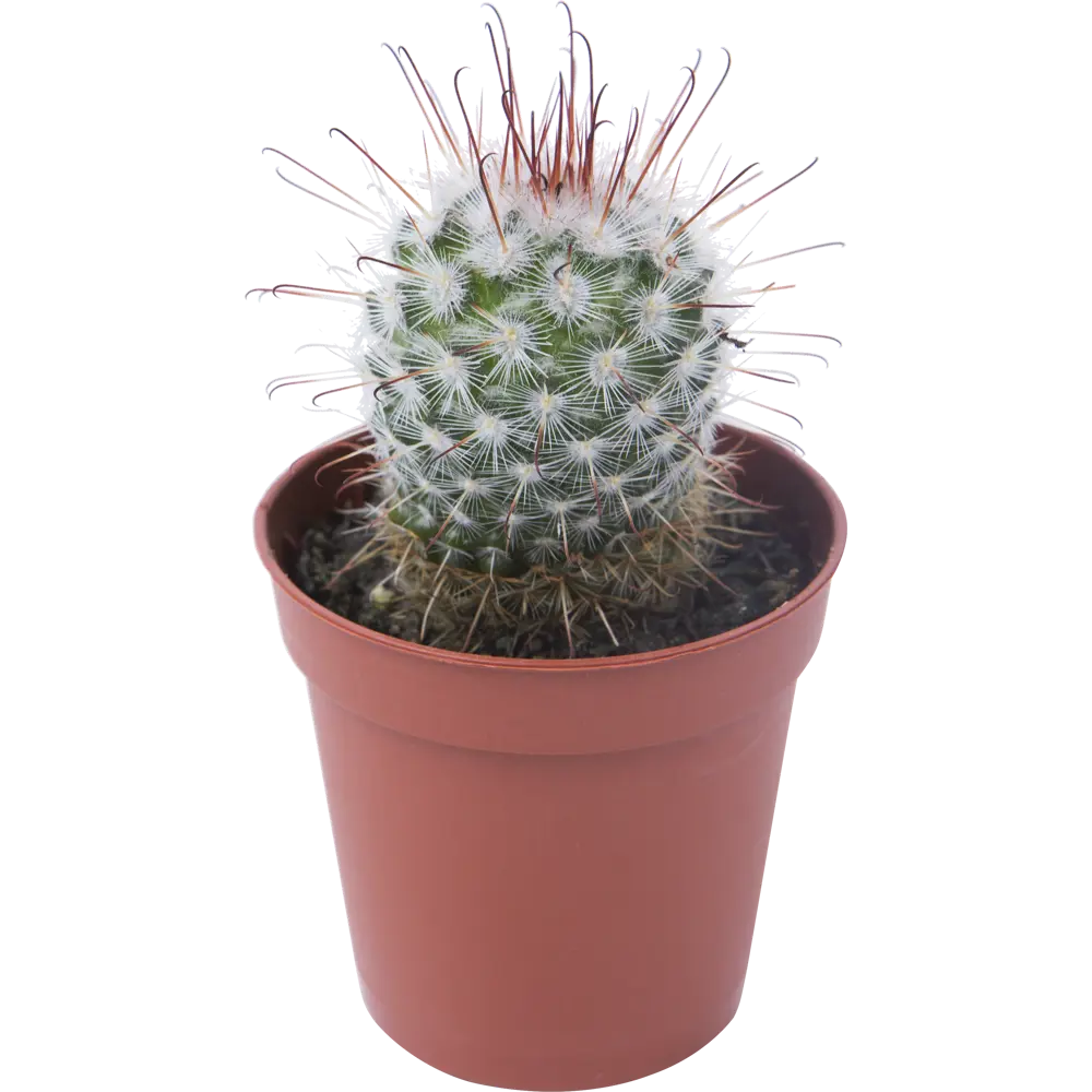 Santreyd: Композиция кактусов для интерьера и защиты от излучения 13974138 STLM-0004092