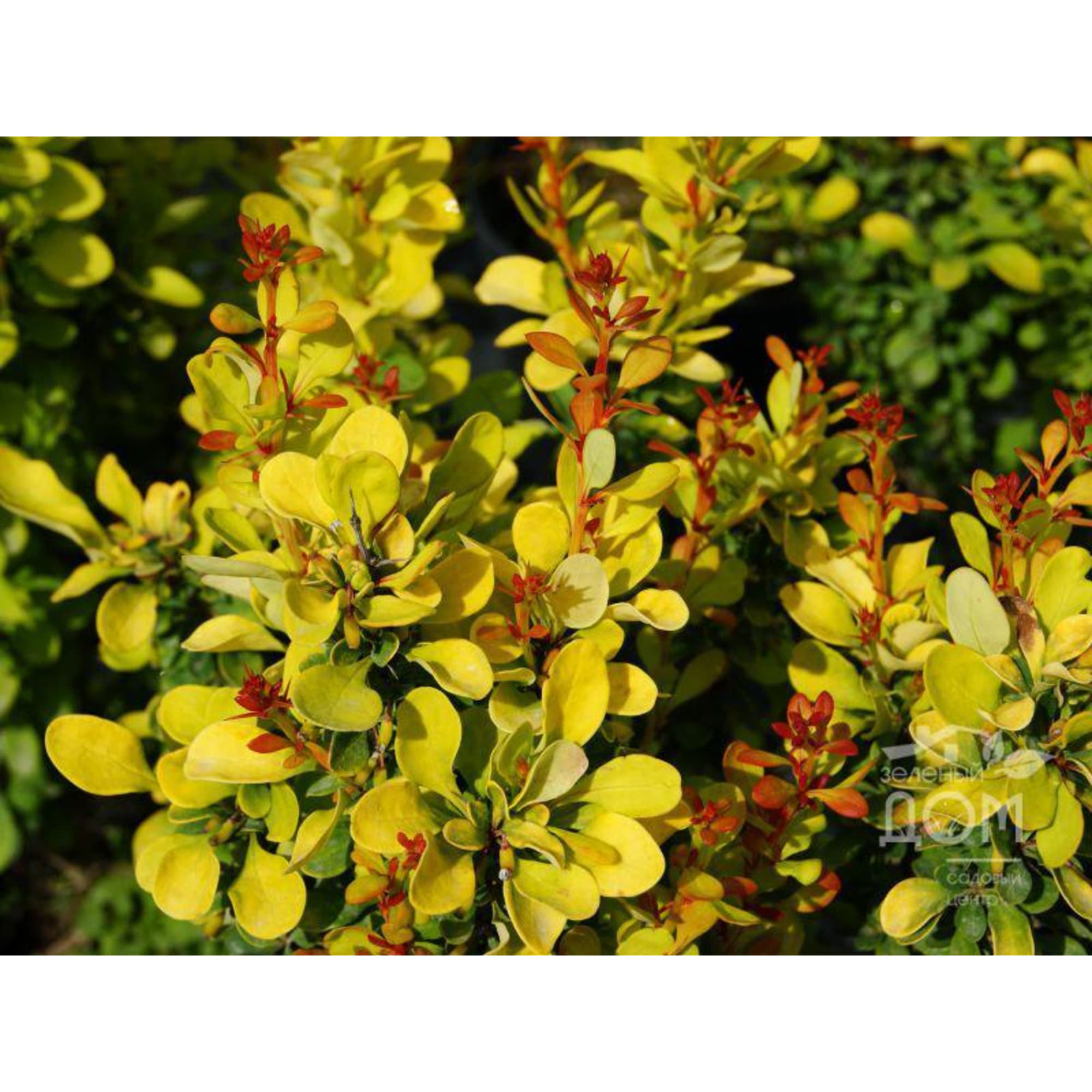 85325441 Барбарис Тунберга Голден Рокет ø17 h30 см Santreyd 