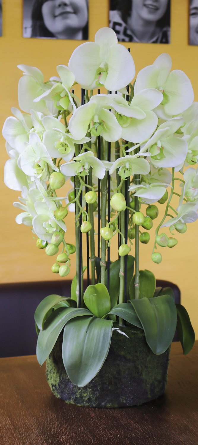 2861 788 a3 Пластиковая орхидея Phalaenopsis с 'почвой', 9-кратная, 70 см, real touch, бежево-зеленая H-andreas  - Вид №8