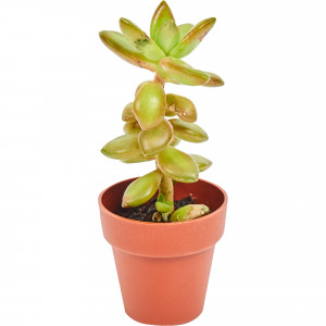 82850439 Суккулент мини 4х10 см