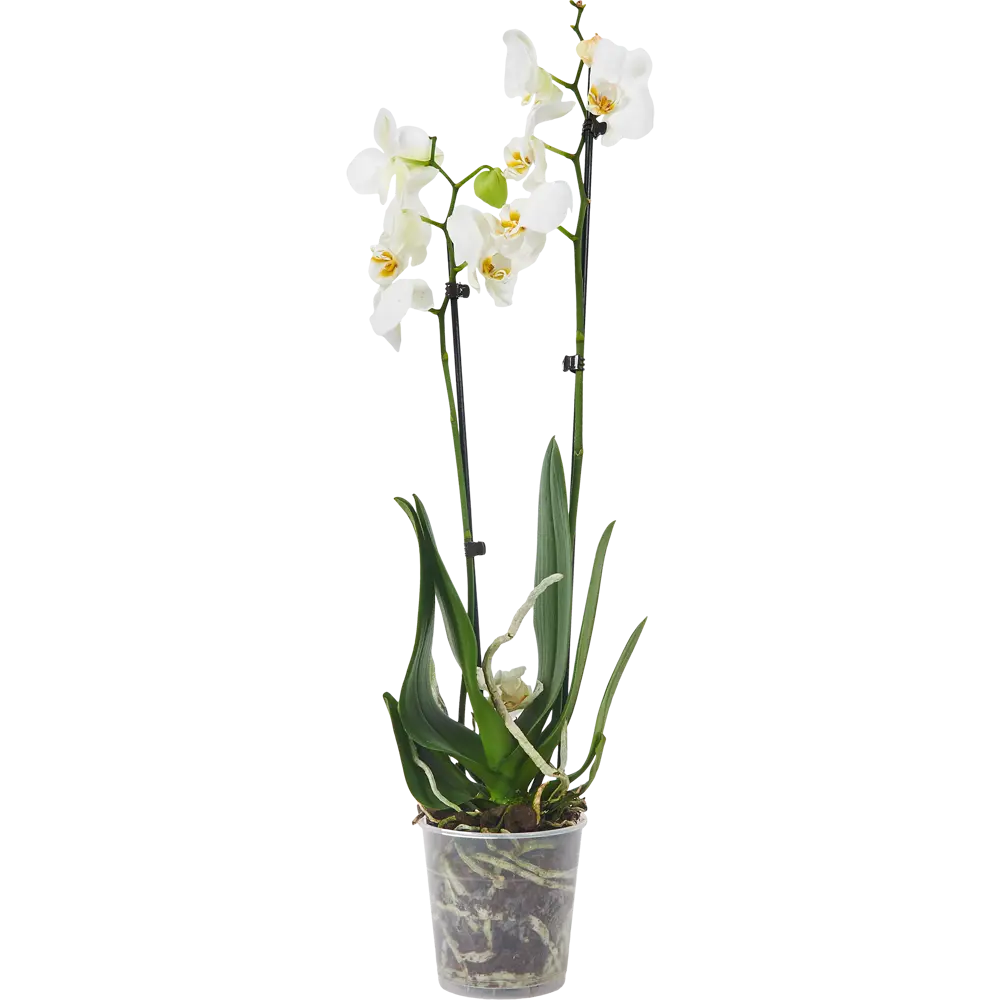 Santreyd Фаленопсис — изящная орхидея с двумя цветоносами 86749969 STLM-0071221