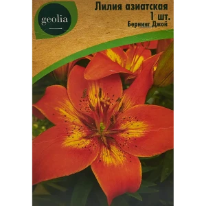 Лилия Geolia азиатская Бернинг Джой 86408616 STLM-2059439