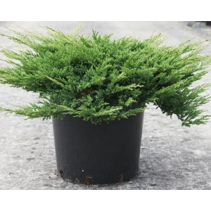 Можжевельник горизонтальный Принц Уэльский ø17 h20 см