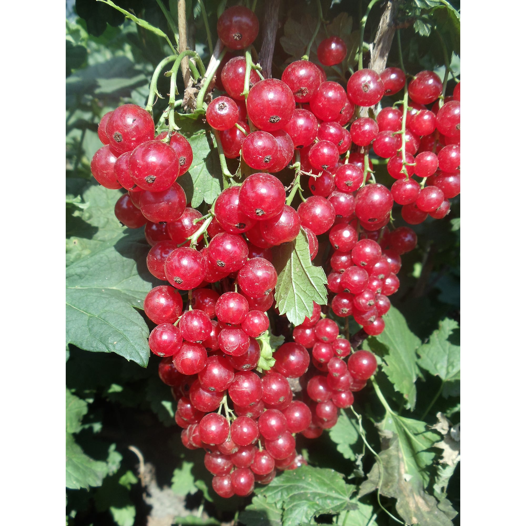 82597129 Смородина красная «Уральская красавица» C2 высота 40 см Santreyd 